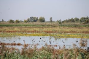 Duck hunt in Serbia 2025/2026 3