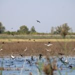 Duck hunt in Serbia ✅ Pheasant hunt in Serbia ✅