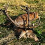 Red stag hunt in game preserve Janovská Dolina in the Czech republic