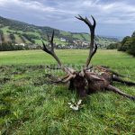 Red stag hunt in game preserve Janovská Dolina in the Czech republic