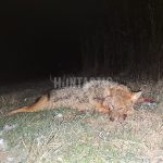 Jackal hunt in Serbia, Bac