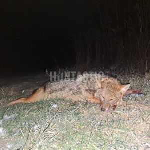 Jackal hunt in Serbia 2024/2025 0