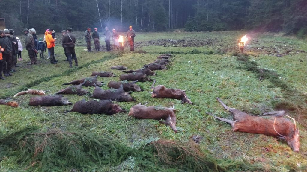 Driven hunt in South Bohemian