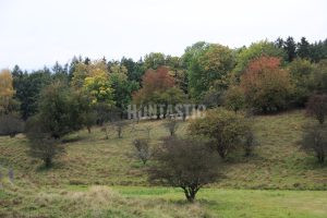 Fallow buck hunt in game preserve Hájek West Bohemia 3