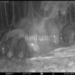 Driven hunt in Vysočina region, Czech Republic