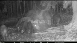 Driven hunt in the Vysočina region 1