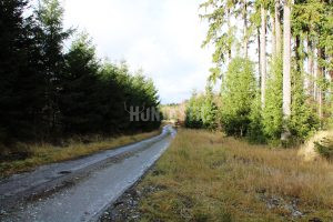 Driven hunt in the Vysočina region 2