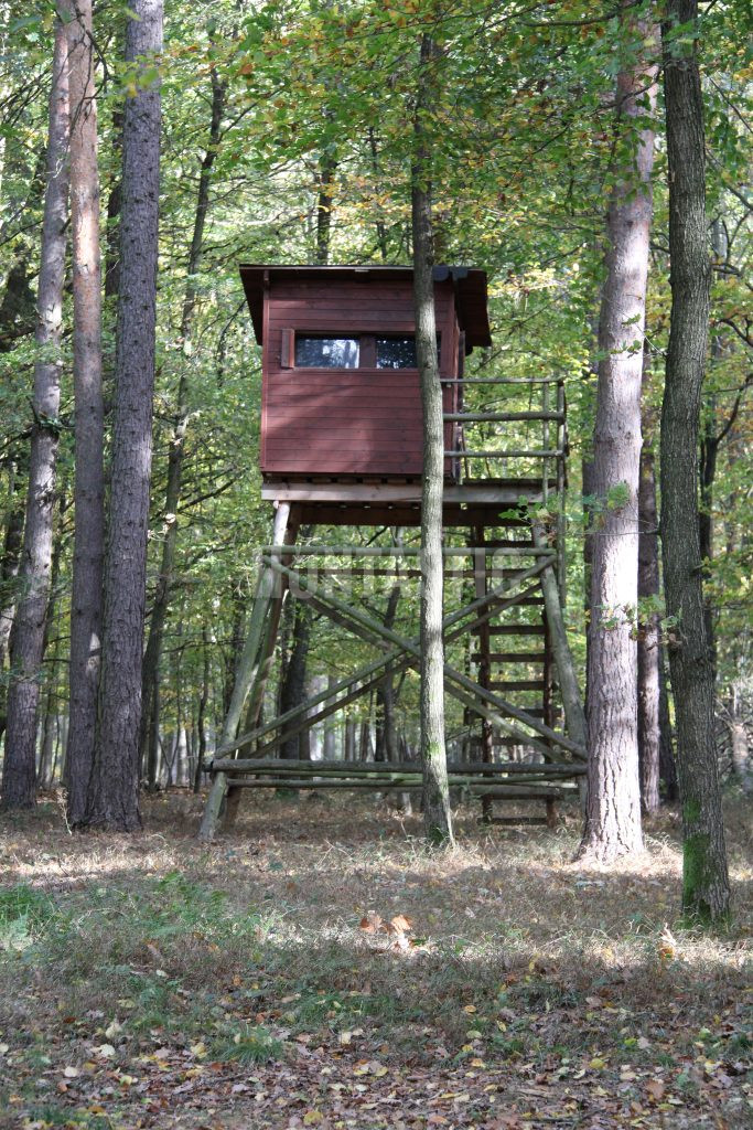 Hunting game in the Moravian forests 2026/2027