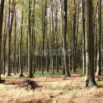 Hunting area Tabarky