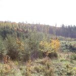 Hunting ground of Tabarka