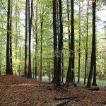 Hunting ground Tabarky