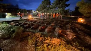 Driven hunt 2-days in Buchlov forests, Czech Republic 2026 3
