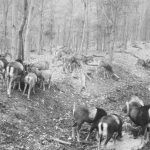 The game in Hunting area Tabarky