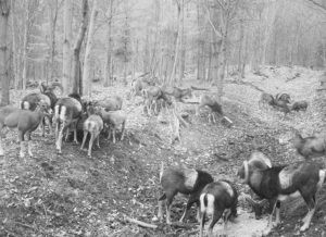 Hunting game in the Moravian forests 2026/2027 2