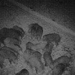 The game in Hunting area Tabarky