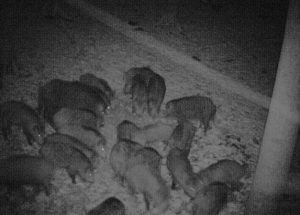 Hunting game in the Moravian forests 2026/2027 1