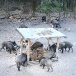 The game in Hunting area Tabarky