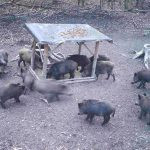 The game in Hunting area Tabarky