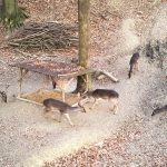 Game in the Buchlov Forests (18)