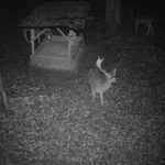 Game in the Buchlov Forests (19)