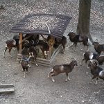 Game in the Buchlov Forests (3)