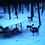 Game in the Buchlov Forests (4)