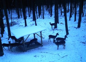 Hunting game in the Moravian forests 2026/2027 3