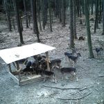 Game in the Buchlov Forests (6)