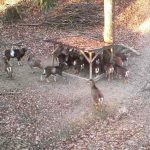 The game in Hunting area Tabarky