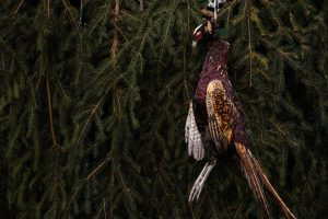 Pheasant hunt- walking with dogs- packages 2024/2025 2