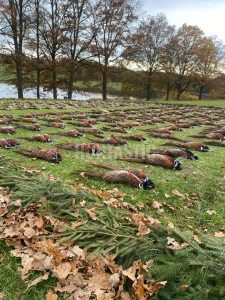 Pheasant hunt in pheasantry Radany 2024 1