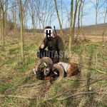 Hunt trip of mouflon in game preserve Pravice ✅ Location in the Czech republic in South Moravia ✅