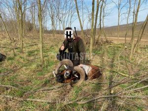 Gold medal mouflon hunt in a game preserve Pravice in South Moravia 1