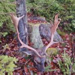 Fallow buck hunt in Vysocina region in the Czech Republic