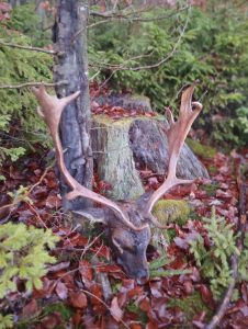 Fallow buck hunt in the Czech Republic Vysocina region 2026/2027 1