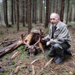 Fallow buck hunt in Vysocina region in the Czech Republic