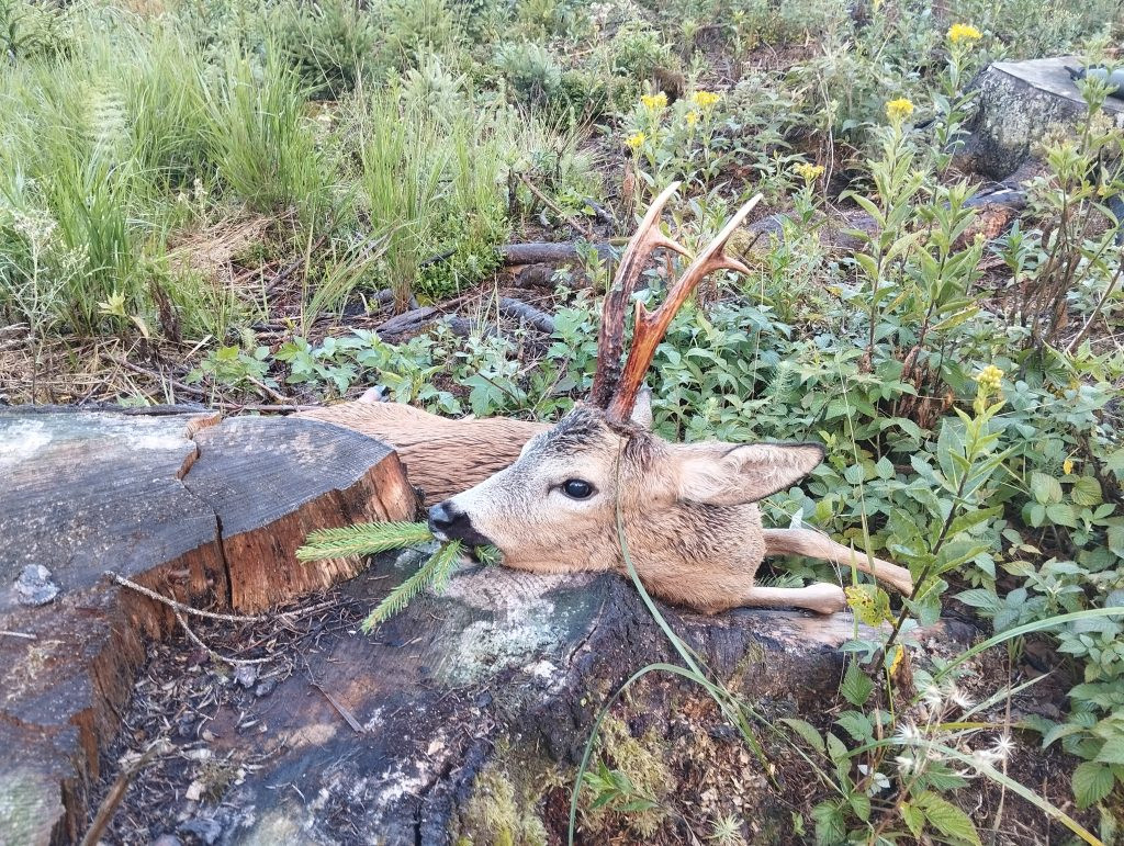 Roe buck hunt in the Czech Republic in Highland