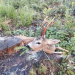 Roe buck hunting in Vysočina near Kamenice nad Lipou✅ Wild boar hunting ✅