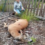 Czech hunt roe buck Highland Region