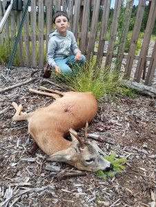 Roe buck hunt in the Czech Republic in Highland 0