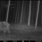 Wild boar and deer hunting in Vysočina region