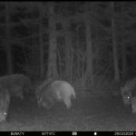 Wild boar and deer hunting in Vysočina region