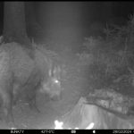 Wild boar and deer hunting in Vysočina region