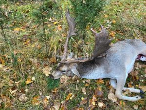 Fallow buck hunt in game preserve Jitro 2024/2025 3