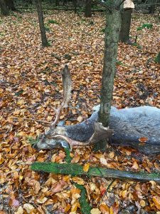 Fallow buck hunt in game preserve Jitro 2024/2025 1