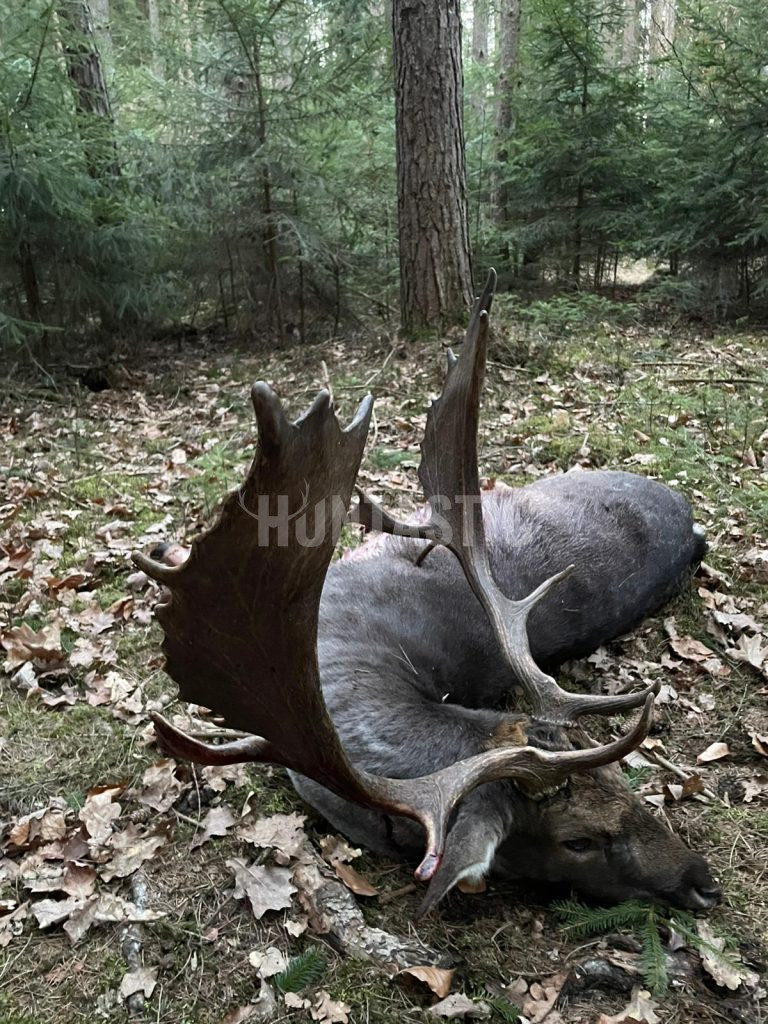 Fallow buck hunt in game preserve Jitro 2025/2026