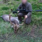 Fallow buck hunt in Vysocina region in the Czech Republic, 2024