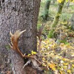 Fallow buck hunt in Vysocina region in the Czech Republic, 2025
