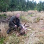 Fallow buck hunt in Vysocina region in the Czech Republic, 2025