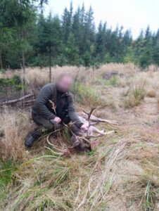 Fallow buck hunt in the Czech Republic Vysocina region 2026/2027 3